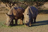 Namibia - Breitmaulnashorn &ndash; &copy; Annett Müller (Eberhardt TRAVEL)