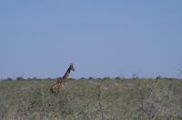 Etosha Nationalpark &ndash; &copy; Annett Müller (Eberhardt TRAVEL)