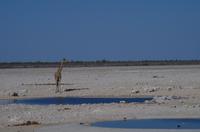 Etosha Nationalpark &ndash; &copy; Annett Müller (Eberhardt TRAVEL)