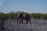 Etosha Nationalpark &ndash; &copy; Annett Müller (Eberhardt TRAVEL)