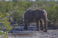 Etosha Nationalpark &ndash; &copy; Annett Müller (Eberhardt TRAVEL)