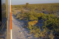 Etosha Nationalpark &ndash; &copy; Annett Müller (Eberhardt TRAVEL)