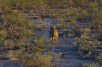 Etosha Nationalpark &ndash; &copy; Annett Müller (Eberhardt TRAVEL)
