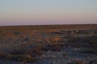 Etosha Nationalpark &ndash; &copy; Annett Müller (Eberhardt TRAVEL)