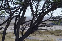 Etosha Nationalpark - Ovambo Sperber &ndash; &copy; Annett Müller (Eberhardt TRAVEL)