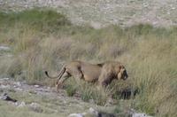Etosha Nationalpark &ndash; &copy; Annett Müller (Eberhardt TRAVEL)