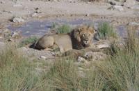 Etosha Nationalpark &ndash; &copy; Annett Müller (Eberhardt TRAVEL)