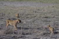Etosha Nationalpark &ndash; &copy; Annett Müller (Eberhardt TRAVEL)