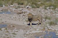 Etosha Nationalpark &ndash; &copy; Annett Müller (Eberhardt TRAVEL)