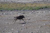 Etosha Nationalpark - Baby Gnu &ndash; &copy; Annett Müller (Eberhardt TRAVEL)