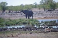 Etosha Nationalpark &ndash; &copy; Annett Müller (Eberhardt TRAVEL)