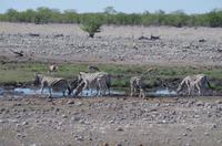 Etosha Nationalpark &ndash; &copy; Annett Müller (Eberhardt TRAVEL)