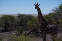 Etosha Nationalpark &ndash; &copy; Annett Müller (Eberhardt TRAVEL)