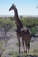 Etosha Nationalpark &ndash; &copy; Annett Müller (Eberhardt TRAVEL)