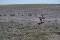 Etosha Nationalpark - Mittgagsruhe &ndash; &copy; Annett Müller (Eberhardt TRAVEL)
