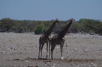 Etosha Nationalpark &ndash; &copy; Annett Müller (Eberhardt TRAVEL)