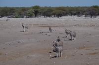 Etosha Nationalpark &ndash; &copy; Annett Müller (Eberhardt TRAVEL)
