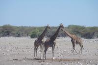 Etosha Nationalpark &ndash; &copy; Annett Müller (Eberhardt TRAVEL)