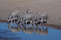 Etosha Nationalpark &ndash; &copy; Annett Müller (Eberhardt TRAVEL)