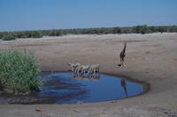 Etosha Nationalpark &ndash; &copy; Annett Müller (Eberhardt TRAVEL)