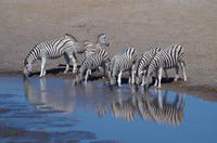 Etosha Nationalpark &ndash; &copy; Annett Müller (Eberhardt TRAVEL)