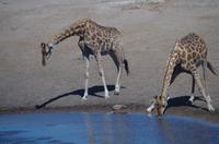 Etosha Nationalpark &ndash; &copy; Annett Müller (Eberhardt TRAVEL)