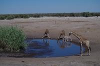 Etosha Nationalpark &ndash; &copy; Annett Müller (Eberhardt TRAVEL)