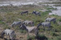 Etosha Nationalpark &ndash; &copy; Annett Müller (Eberhardt TRAVEL)