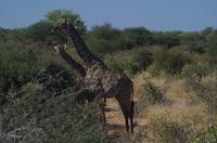 Etosha Nationalpark &ndash; &copy; Annett Müller (Eberhardt TRAVEL)