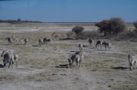 Etosha Nationalpark &ndash; &copy; Annett Müller (Eberhardt TRAVEL)
