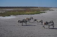 Etosha Nationalpark &ndash; &copy; Annett Müller (Eberhardt TRAVEL)