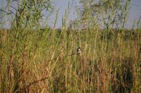 Bootsfahrt auf dem Chobe - Graufischer &ndash; &copy; Annett Müller (Eberhardt TRAVEL)