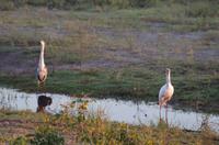 Botswana - Pirschfahrt im Chobe Nationalpark - Löffler &ndash; &copy; Annett Müller (Eberhardt TRAVEL)