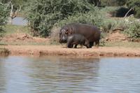 Hippos