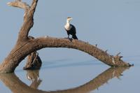 Komoran &ndash; &copy; Annett Müller (Eberhardt TRAVEL)