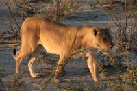 Löwendame &ndash; &copy; Annett Müller (Eberhardt TRAVEL)