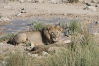 König der Tiere &ndash; &copy; Annett Müller (Eberhardt TRAVEL)