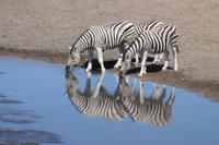 Zebra - Spiegelung &ndash; &copy; Annett Müller (Eberhardt TRAVEL)