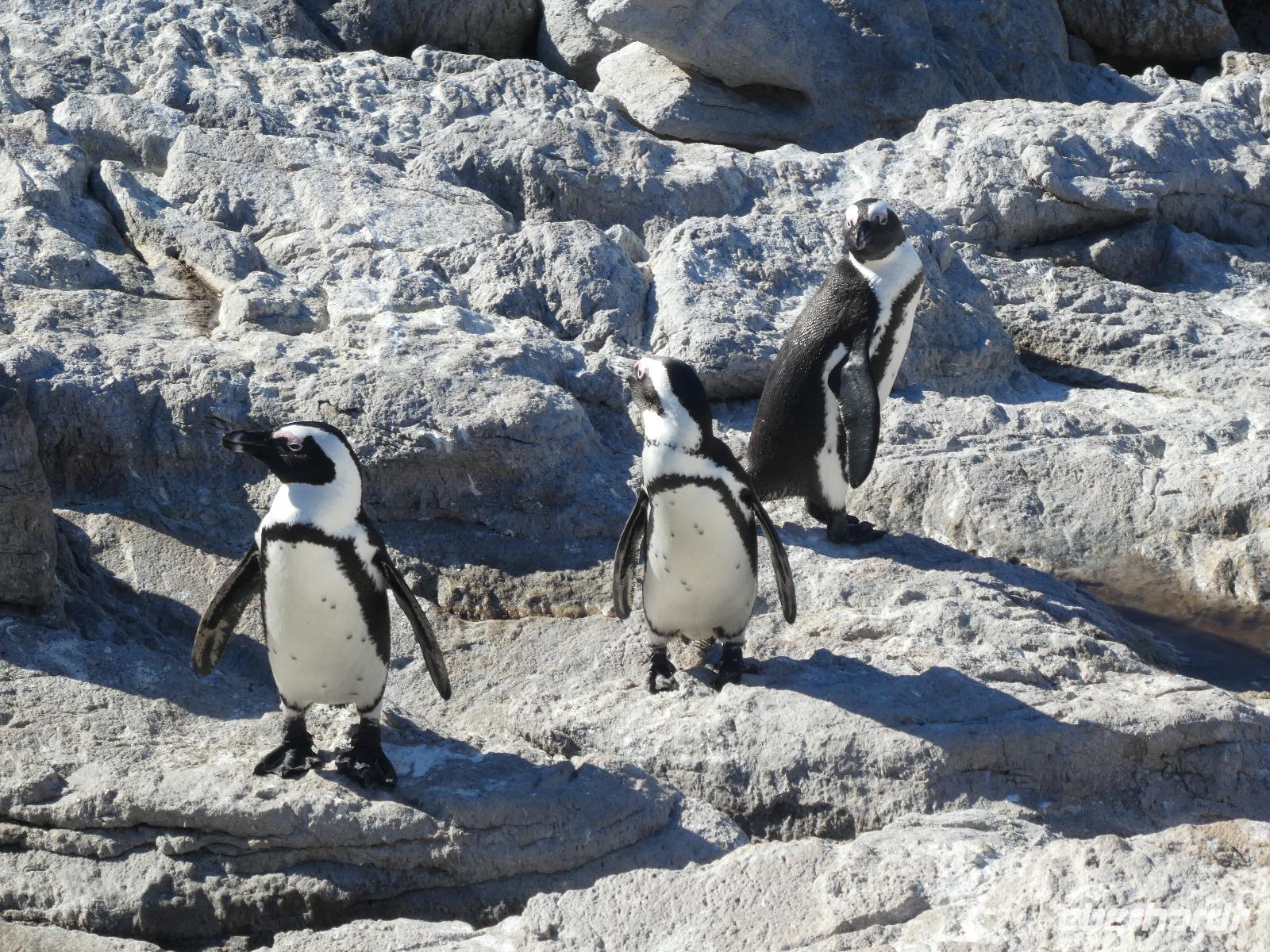 Pinguine Bettys Bay &ndash; &copy; Kerstin Hugel (Eberhardt TRAVEL)