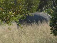 Krüger Nationalpark &ndash; &copy; Kerstin Hugel (Eberhardt TRAVEL)