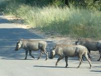 Krüger Nationalpark Warzenschweine &ndash; &copy; Kerstin Hugel (Eberhardt TRAVEL)
