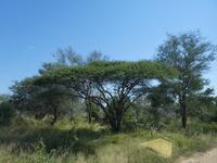 Krüger Nationalpark &ndash; &copy; Kerstin Hugel (Eberhardt TRAVEL)