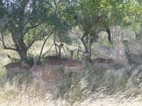 Krüger Nationalpark &ndash; &copy; Kerstin Hugel (Eberhardt TRAVEL)