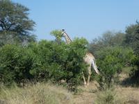Krüger Nationalpark &ndash; &copy; Kerstin Hugel (Eberhardt TRAVEL)