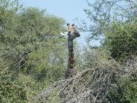Krüger Nationalpark &ndash; &copy; Kerstin Hugel (Eberhardt TRAVEL)