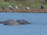 Krüger Nationalpark &ndash; &copy; Kerstin Hugel (Eberhardt TRAVEL)