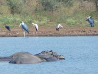 Krüger Nationalpark &ndash; &copy; Kerstin Hugel (Eberhardt TRAVEL)
