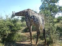 Krüger Nationalpark &ndash; &copy; Kerstin Hugel (Eberhardt TRAVEL)