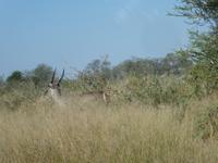 Krüger Nationalpark &ndash; &copy; Kerstin Hugel (Eberhardt TRAVEL)
