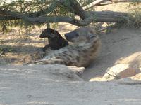 Krüger Nationalpark &ndash; &copy; Kerstin Hugel (Eberhardt TRAVEL)
